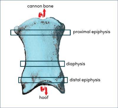 Image of the long pastern bone (P1) with the proximal epiphysis, diaphysis, and distal epiphysis outlined.