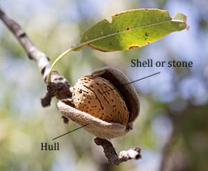 Almond on a tree with a wide open hull and labels identifying the hull and shell.