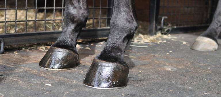 Close-up photo of a horse's hooves with a club foot