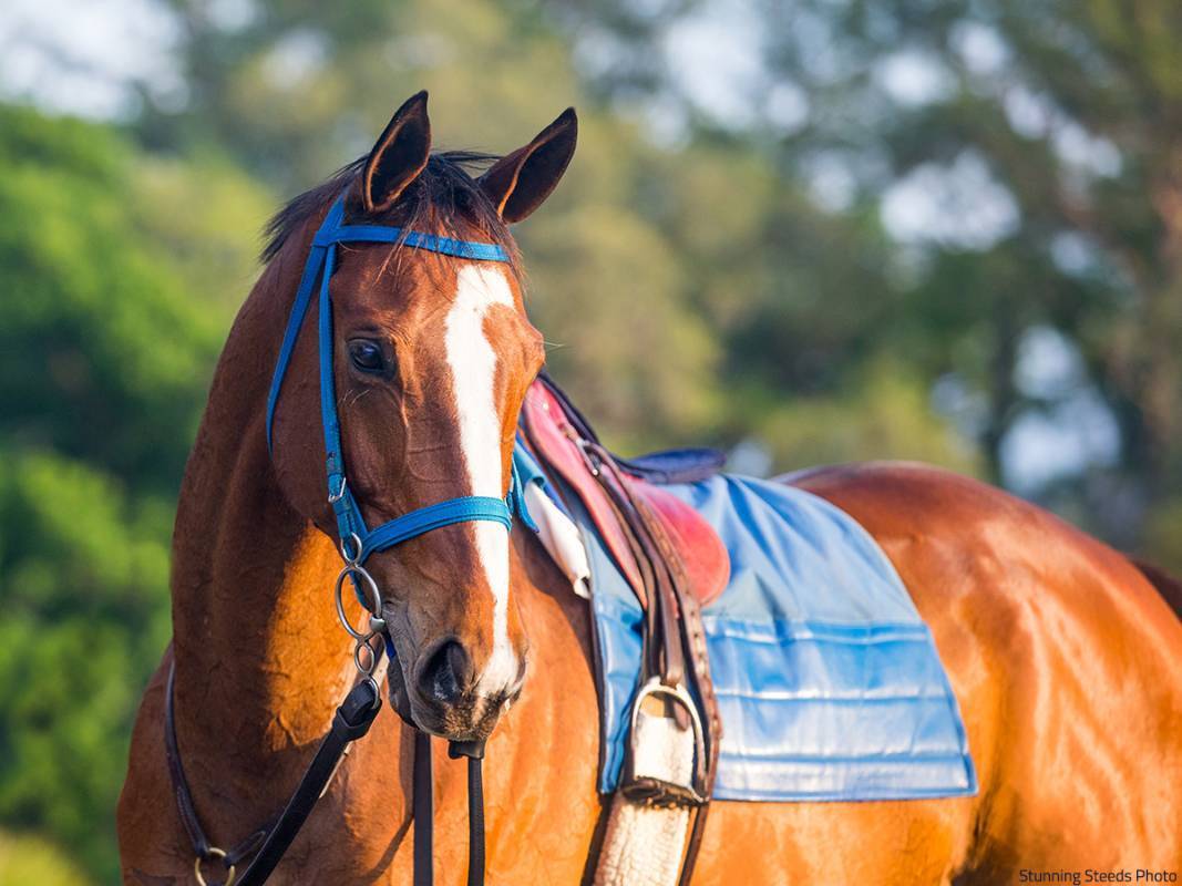 Country Minister KER research horse