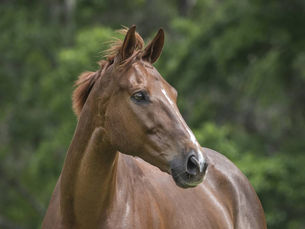 KER Research Horse Fair Dinkum