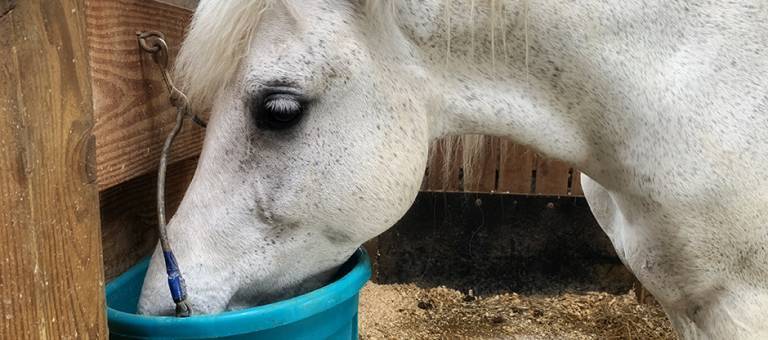 Grey pony drinking from a water bucket in his stall