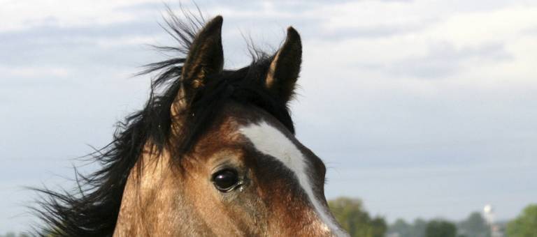 Close-up of horse with pricked ears