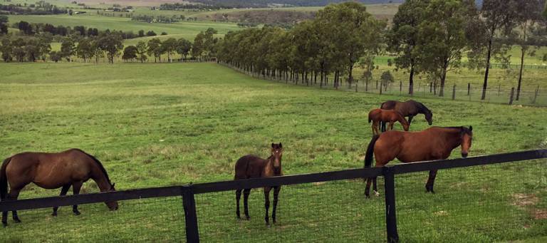 Mares and foals in a pasture at an Australian Breeding Farm
