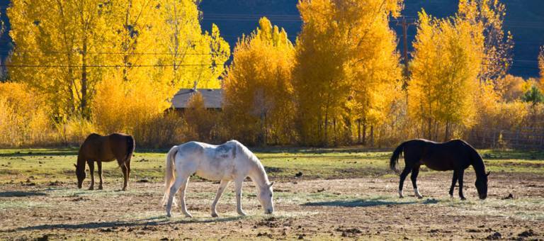 Horses in pasture with fall leaves