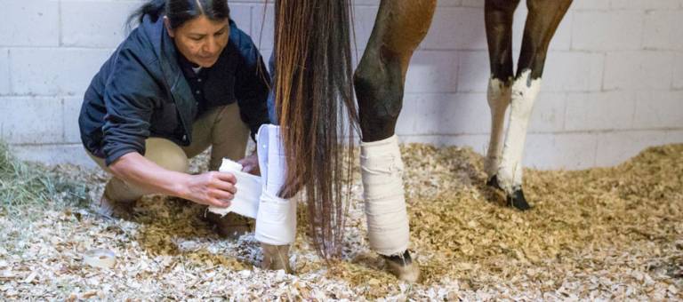 Woman bandaging a horse's hind leg.