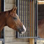 Horses looking over stall doors in barn