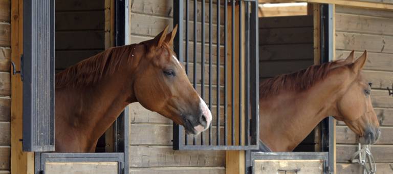 Horses looking over stall doors in barn