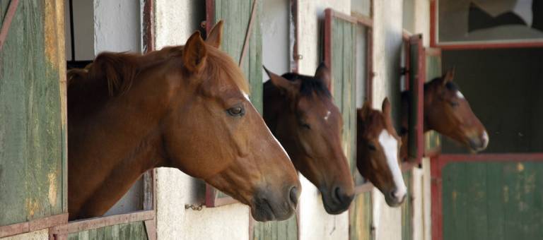 Horses in barn