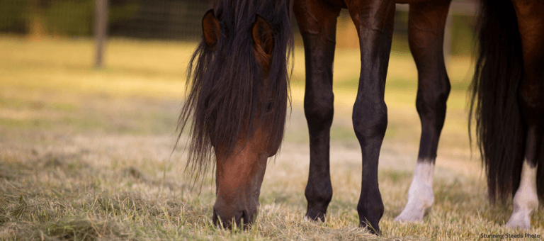 Bay horse with long forelock and mane grazing.