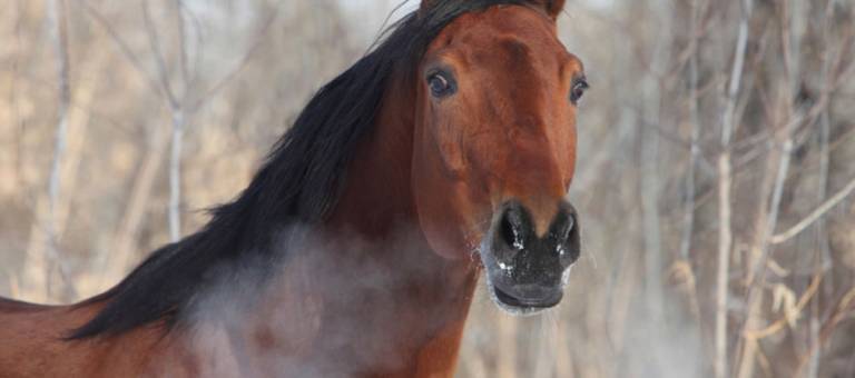 Horse with visible breath in winter