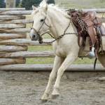 Horse bucking under saddle