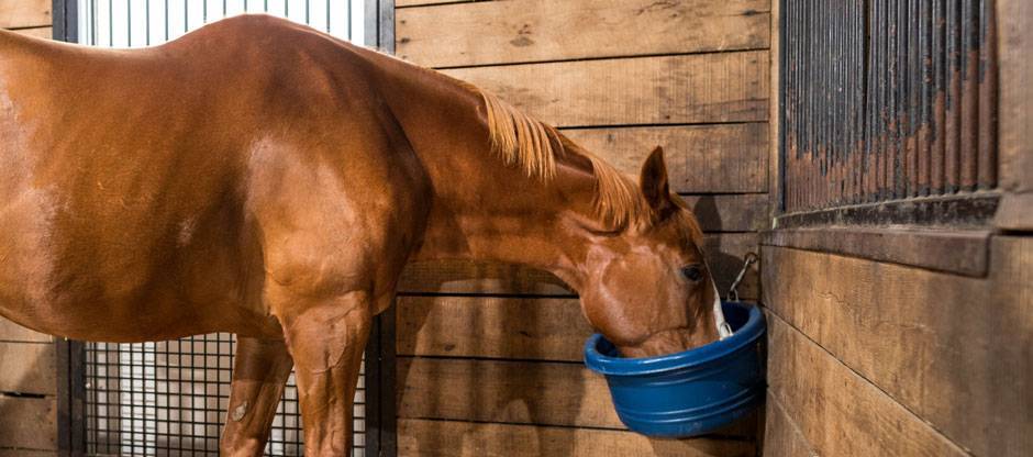 Chestnut horse eating grain from a blue feed bucket in a stall.