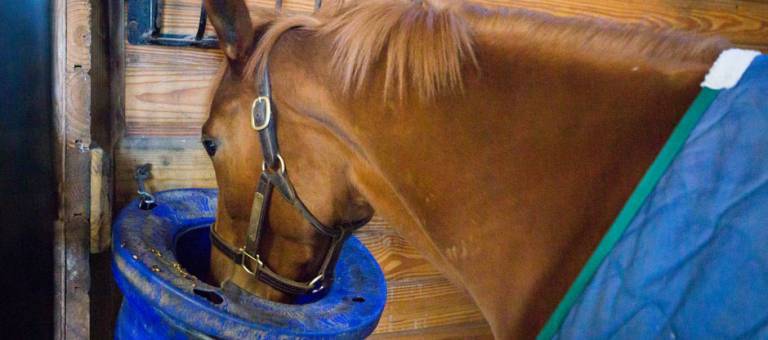 Chestnut horse wearing a blue blanket is eating grain from a feed bucket in a stall.