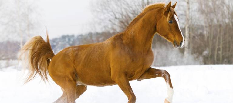 Chestnut horse galloping through snow