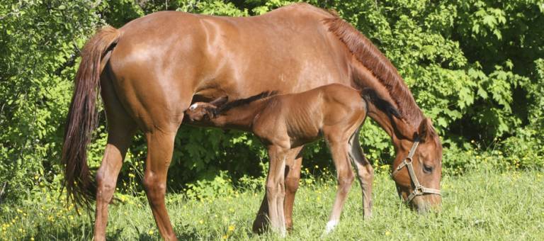 Chestnut mare grazes with nursing foal