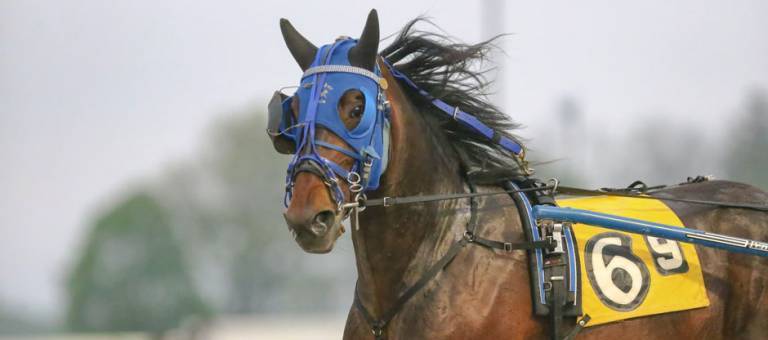 Close-up photo of a Standardbred race horse.