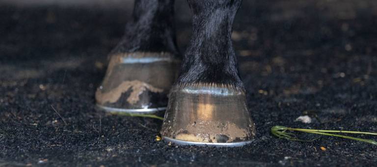 Close up of muddy hooves.
