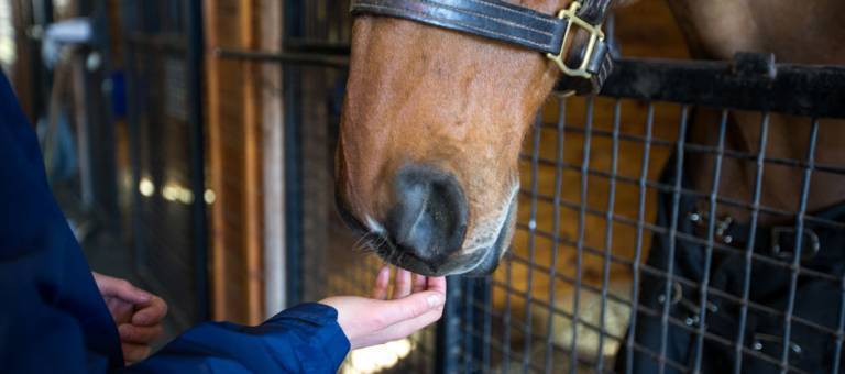 Close up of someone petting a horse muzzle.