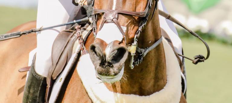 Close-up photo of a horse's muzzle with a breathing strip and flared nostrils.