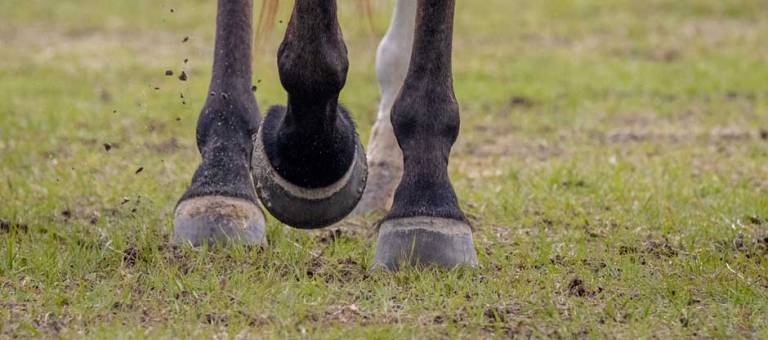Close-up Photo of Hooves