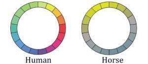 The spectrum of colors perceived by humans with trichromatic color vision (left) and the same spectrum as viewed by horses (right), which are thought to have dichromatic color vision.