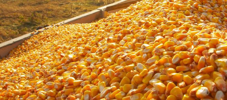 Harvested corn kernels