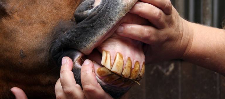 Checking a horse's teeth and gums