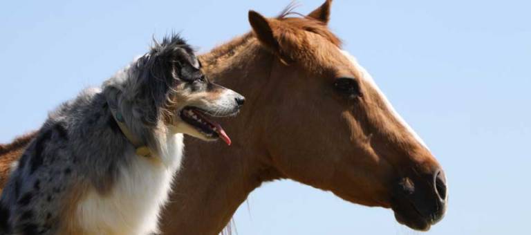 A dog sitting next to a horse.