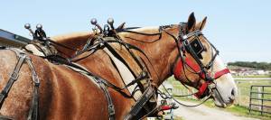 Draft horse in harness