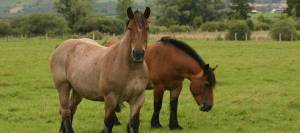 Draft horses in pasture