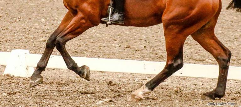Close-up photo of a dressage's horses legs during a canter stride