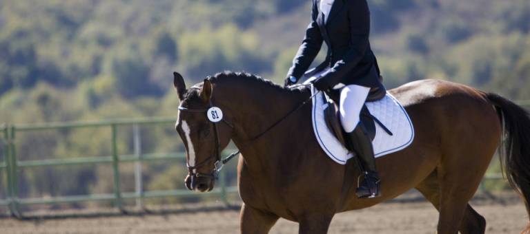 Dressage horse at show