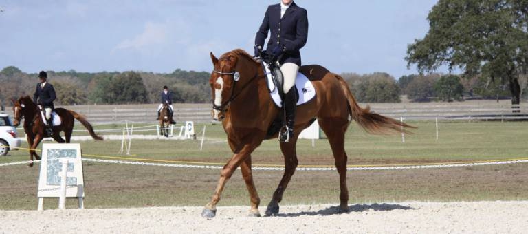 Chestnut horse performing a dressage test