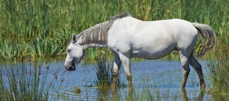 Horse wading in pond