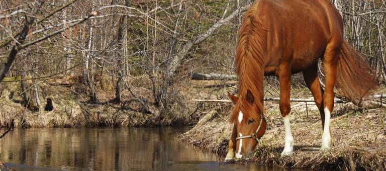 Horse drinking from stream