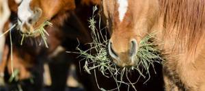 Horses eating alfalfa hay