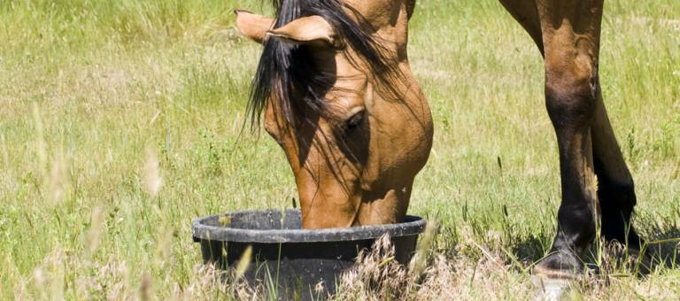 Horse eating from ground feeder