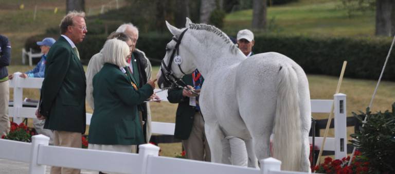 Grey horse during a FEI horse inspection.