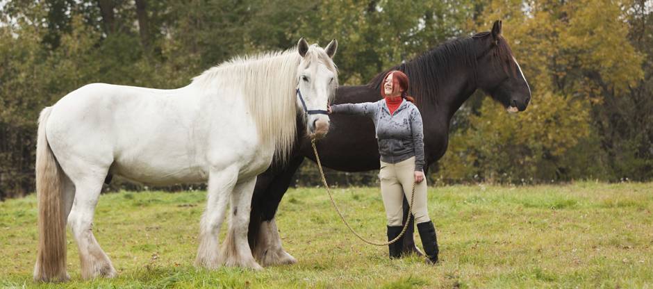 Woman with draft horses
