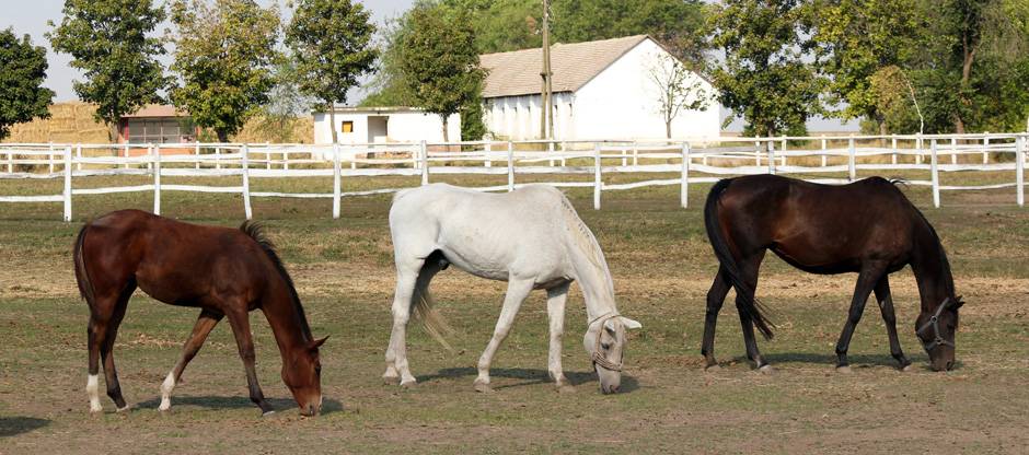 Horses eating in over-grazed pasture