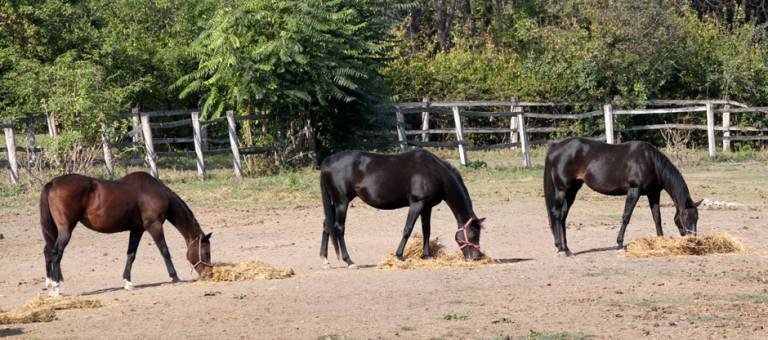 Horses eating hay in sandy paddock