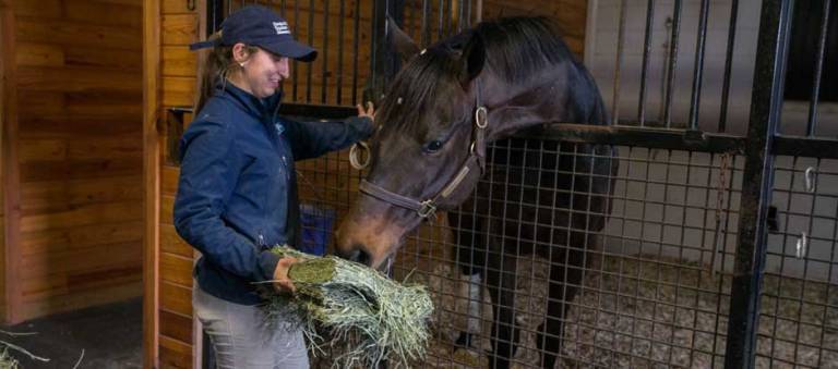 KER intern feeding a stalled horse a flake of hay.