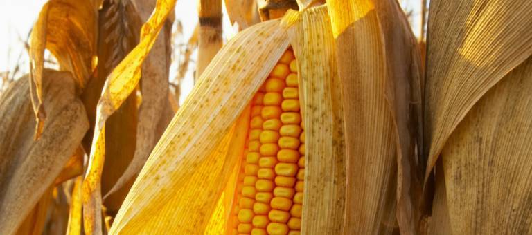 Corn on dried stalk