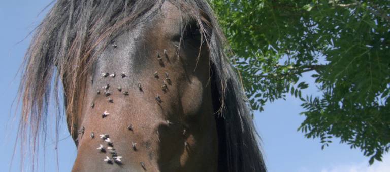 Horse with flies on his face