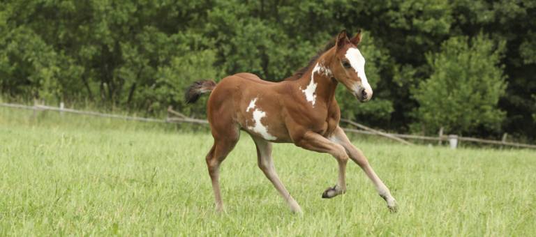 Paint horse foal running in pasture