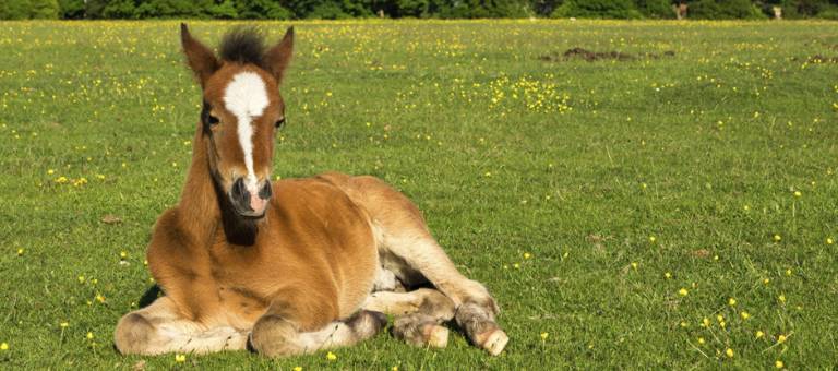Foal laying down in pasture