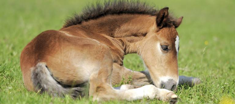 Foal laying down in grass