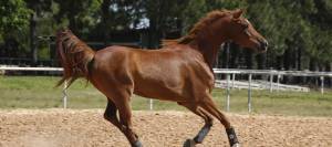 Chestnut horse galloping at liberty in arena