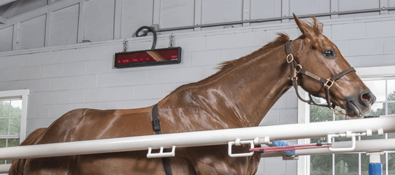 Research horse with flared nostrils galloping on a treadmill.